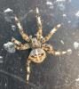 Araneus pallidus